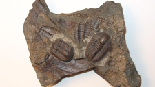 Fossils as Evidence of Past Living Organisms