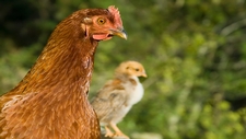 Bird Life Cycle (Chicken)