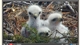 NestCams - Cornell Lab of Ornithology