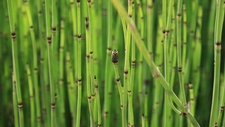 Water Movement in Plant Stems